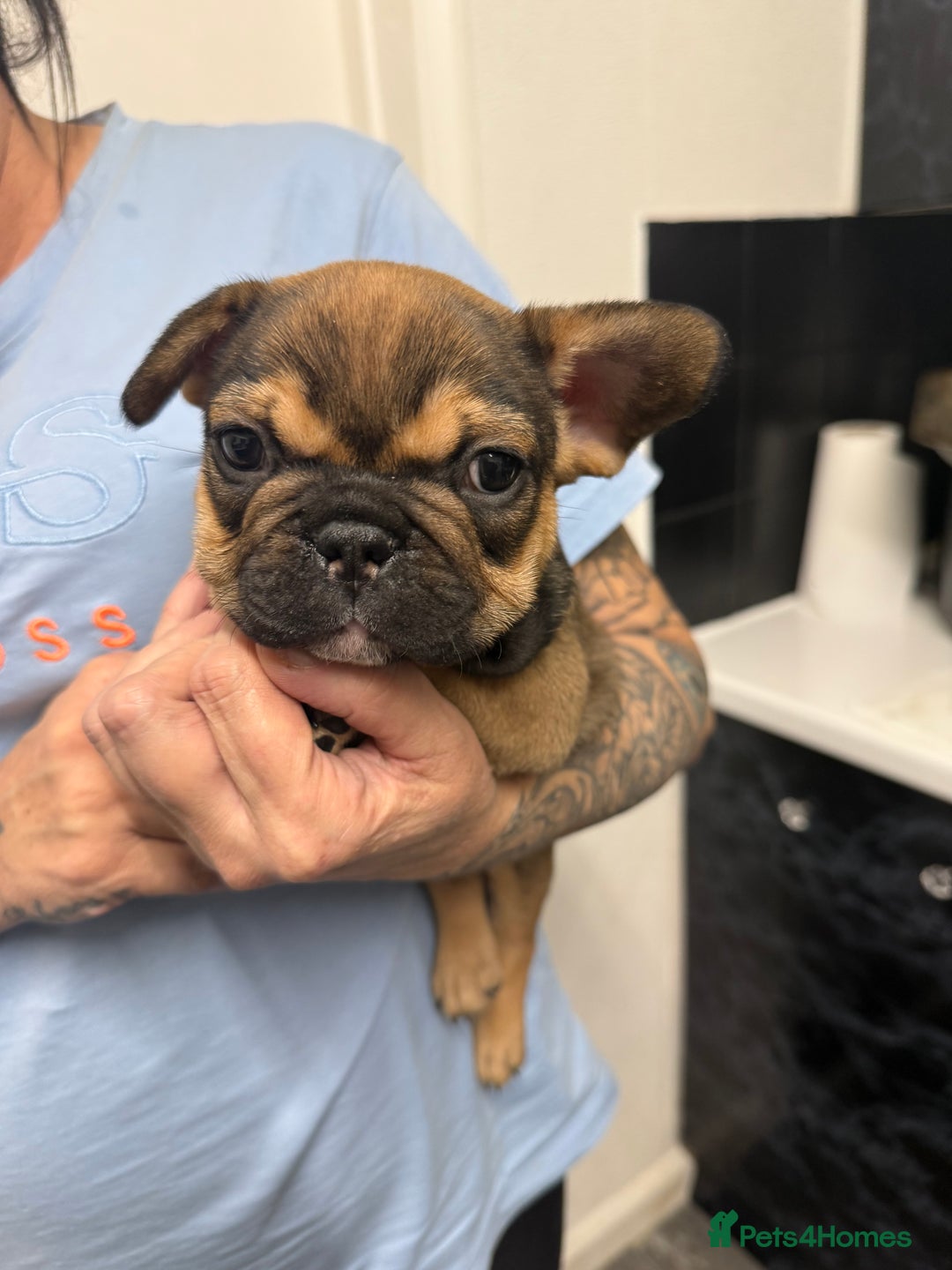 French Bulldog dogs for sale: Stunning French bulldog puppies - Advert 3