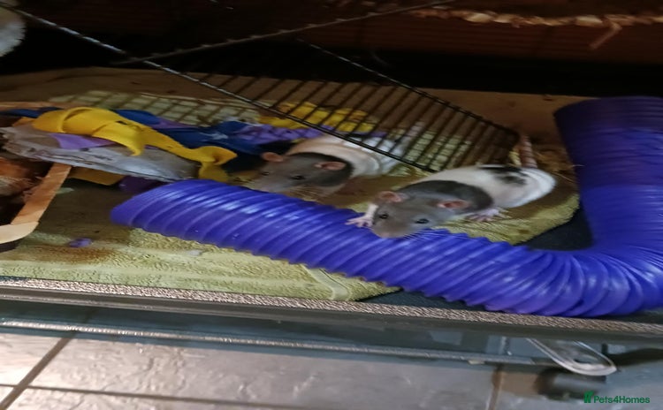 Rat rodents Cardiff: 2 lovely female rats for rehoming - Advert 2