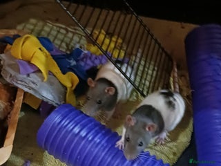 Rat rodents for sale: Cardiff: 2 lovely female rats for rehoming - Advert 1