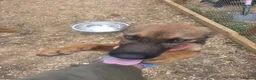 Belgian Shepherd Dog dogs for sale: Belgian malinois in Mansfield - Advert 4