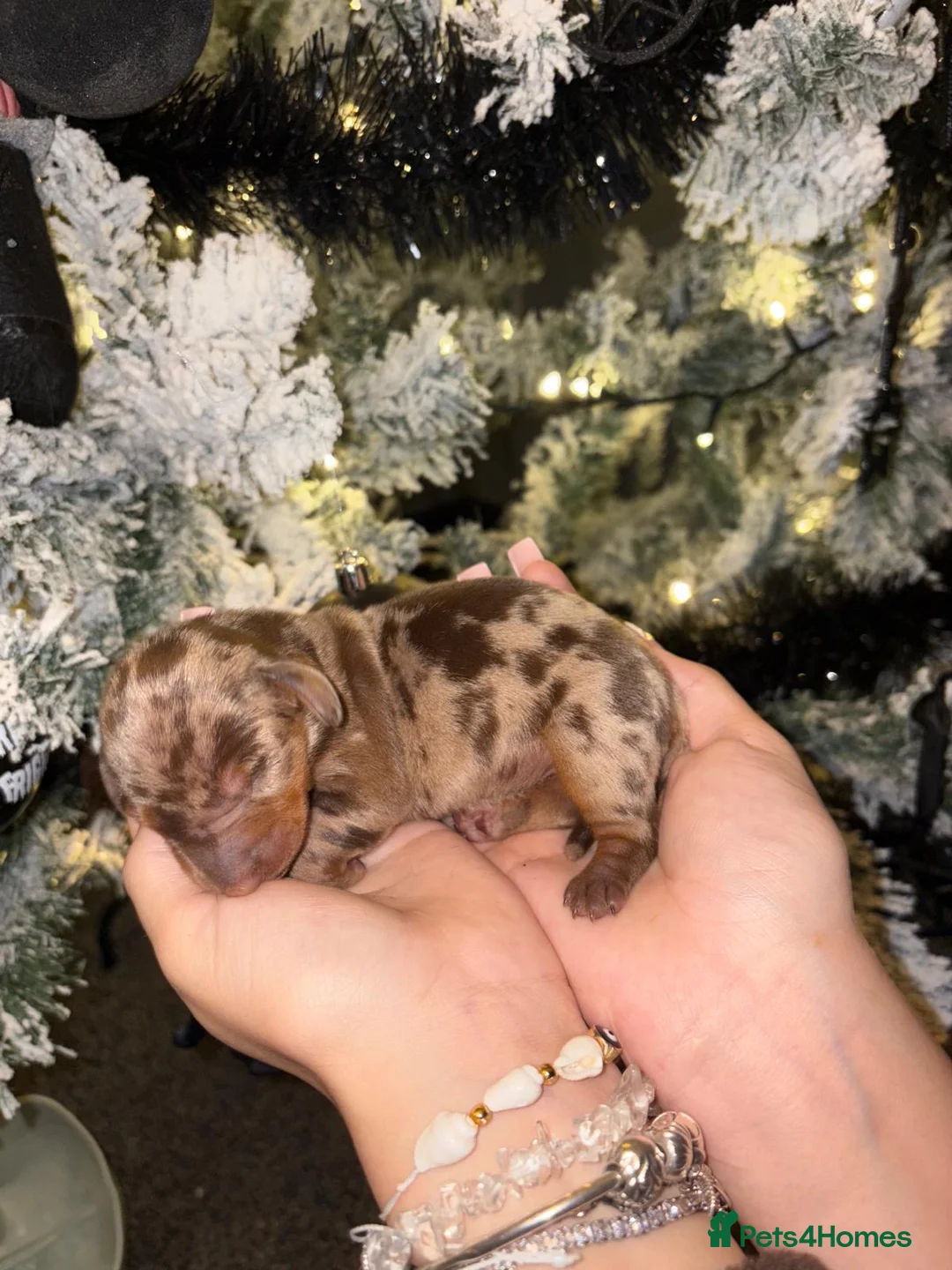 Miniature Dachshund dogs for sale: READY TO GO! dapple/merle daschund puppies - Advert 12
