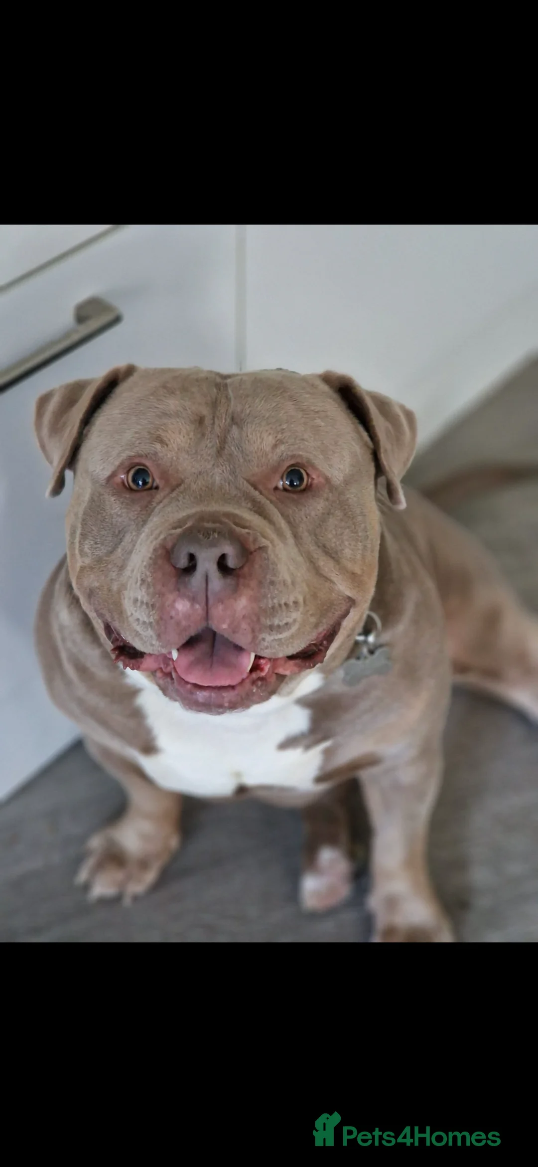 American Bully dogs for stud: Pocket bully for STUD - Advert 1