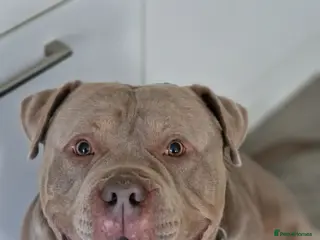 American Bully dogs Pocket bully for STUD - Advert 2