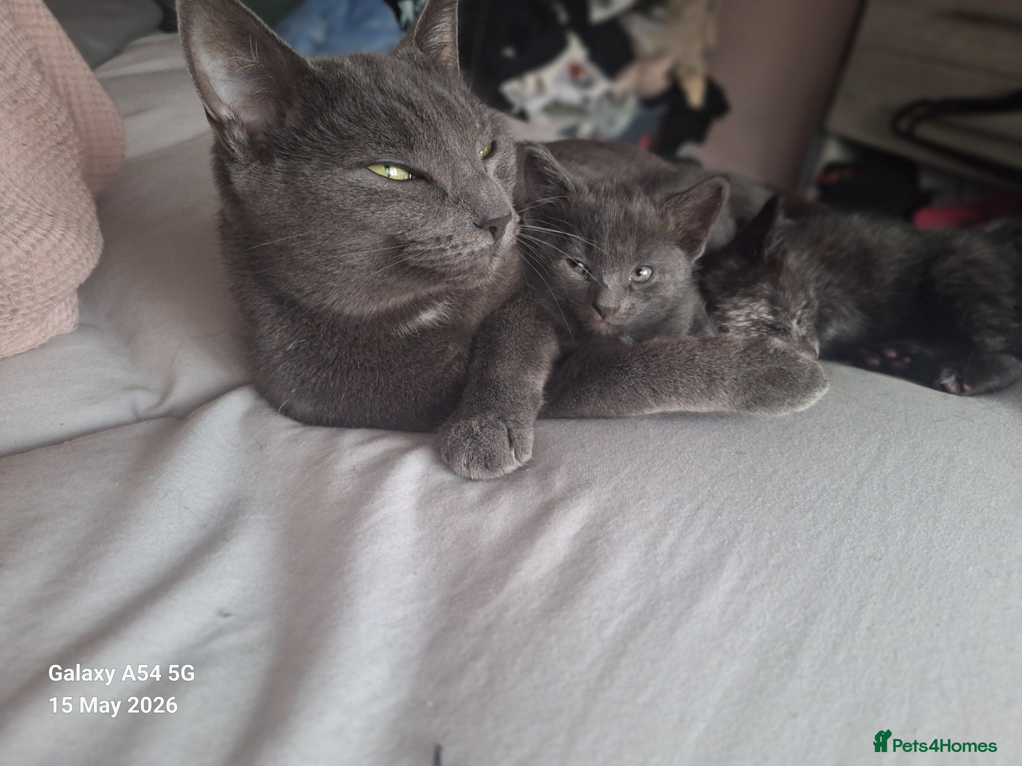 British Shorthair cats 2 lovely female kittens  - Advert 1