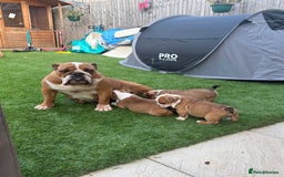 English Bulldog dogs for sale: English bulldog puppies  - Image 5