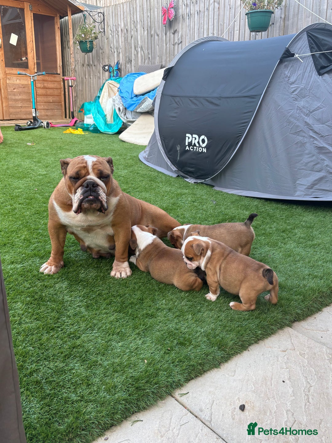 English Bulldog dogs for sale: English bulldog puppies  - Image 5