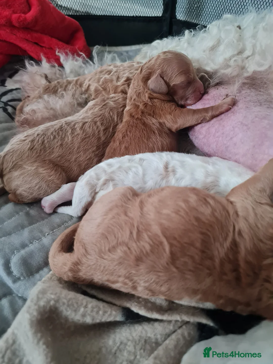 Cavapoo dogs for sale: Beautiful Cavapoo Puppies - Advert 2