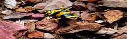 Frog reptiles for sale: Bumblebee dart frogs available now ~ £50 each - Advert 6