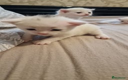 Mixed Breed cats for sale: Adorable white kittens  - Image 13