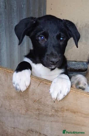 Border Collie dogs - Advert 4