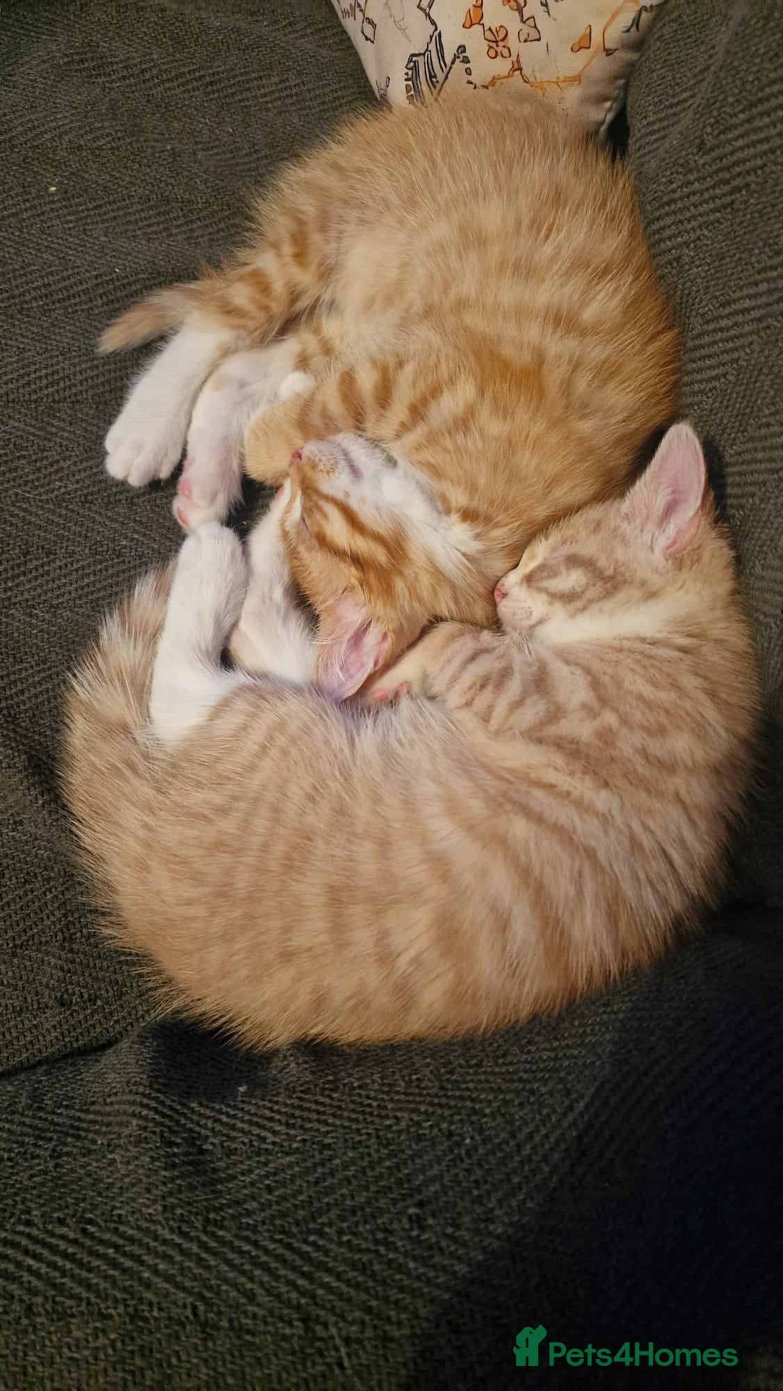 Mixed Breed cats  Kittens for Sale  - Advert 10