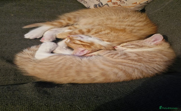 Mixed Breed cats  Kittens for Sale  - Advert 7