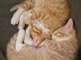 Mixed Breed cats Kittens for Sale - Advert 5