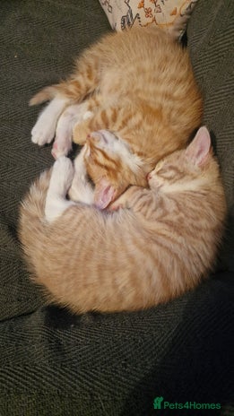 Mixed Breed cats Kittens for Sale - Advert 7