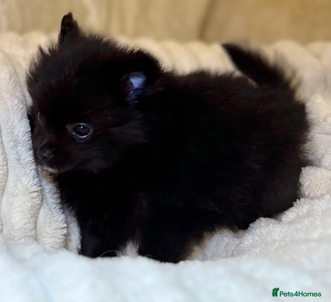 Pomeranian dogs for sale: 🐾 100% Pomeranian Puppies 🐾 - Advert 12