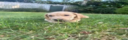 Labrador Retriever dogs for sale: Beautiful KC registered pups ready for their home - Advert 3