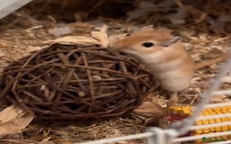 Gerbil rodents for sale: 2 Gerbils both male/brothers - Advert 1