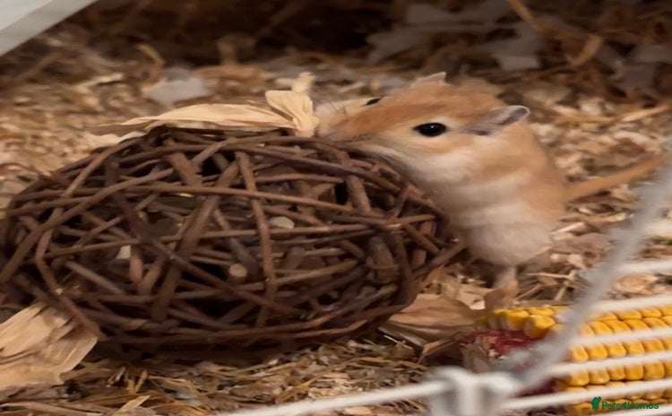 Gerbil rodents 2 Gerbils both male/brothers - Advert 1