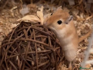 Gerbil rodents for sale: 2 Gerbils both male/brothers - Advert 1