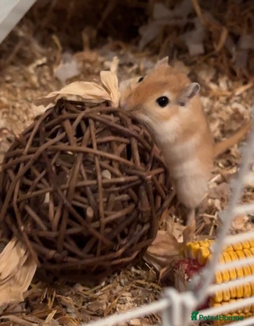 Gerbil rodents 2 Gerbils both male/brothers - Advert 1