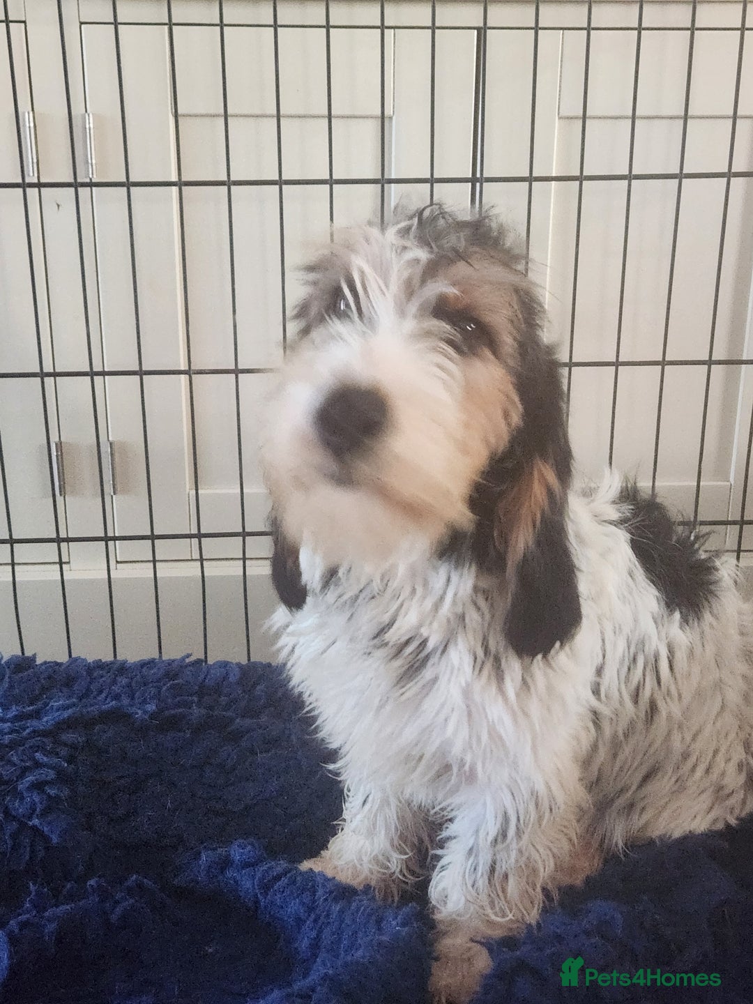 Basset Griffon Vendeen dogs for sale: Griffon grand bassets  - Advert 3