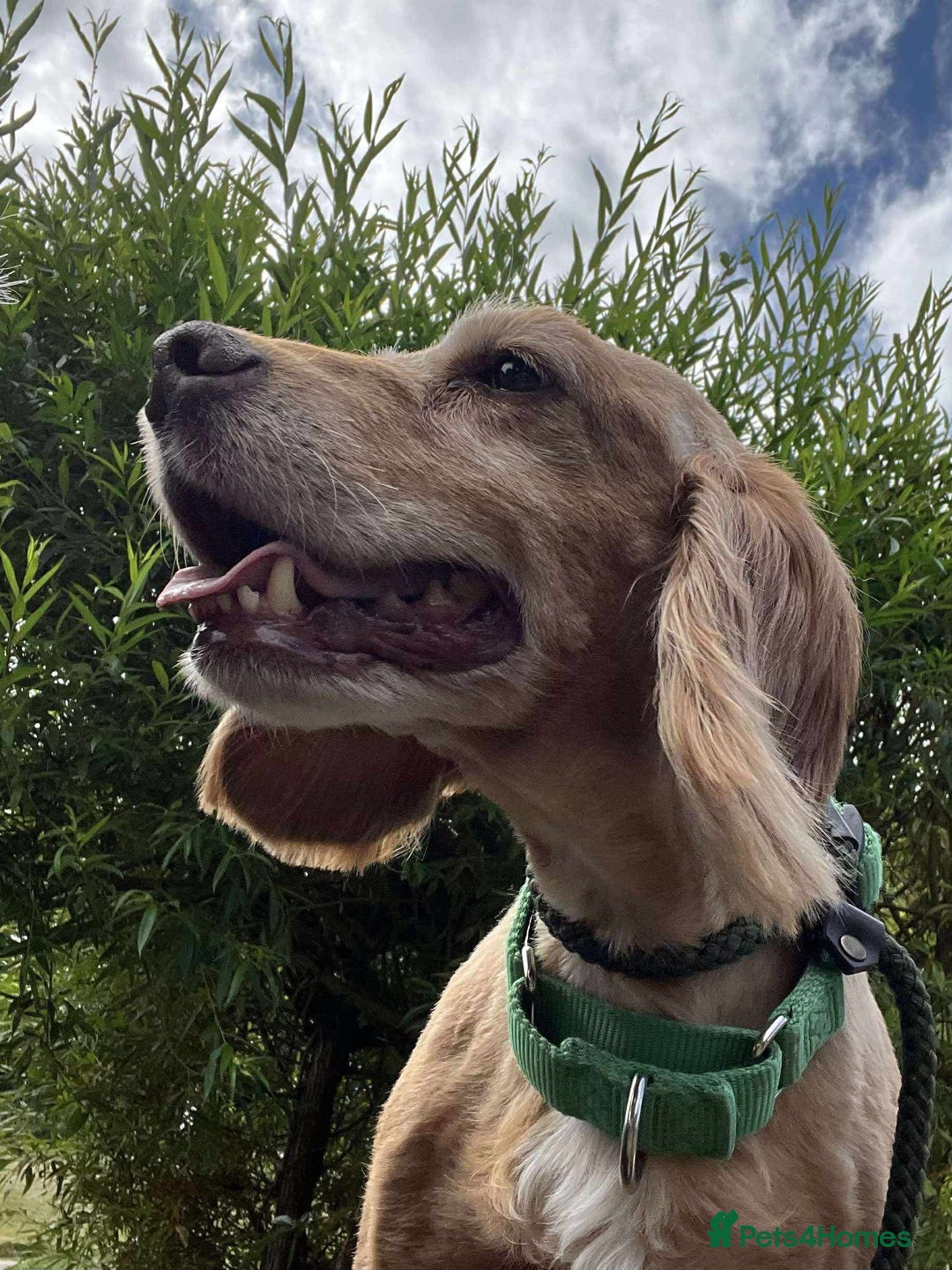 Cocker Spaniel dogs for adoption: Bob needs a loving home  - Advert 22