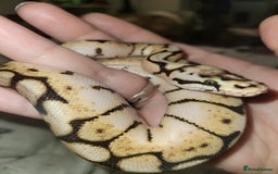 Python Snake reptiles for sale: 2 x ball pythons  - Image 1
