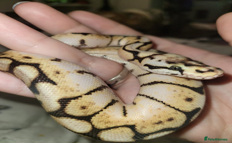 Python Snake reptiles - Advert 3