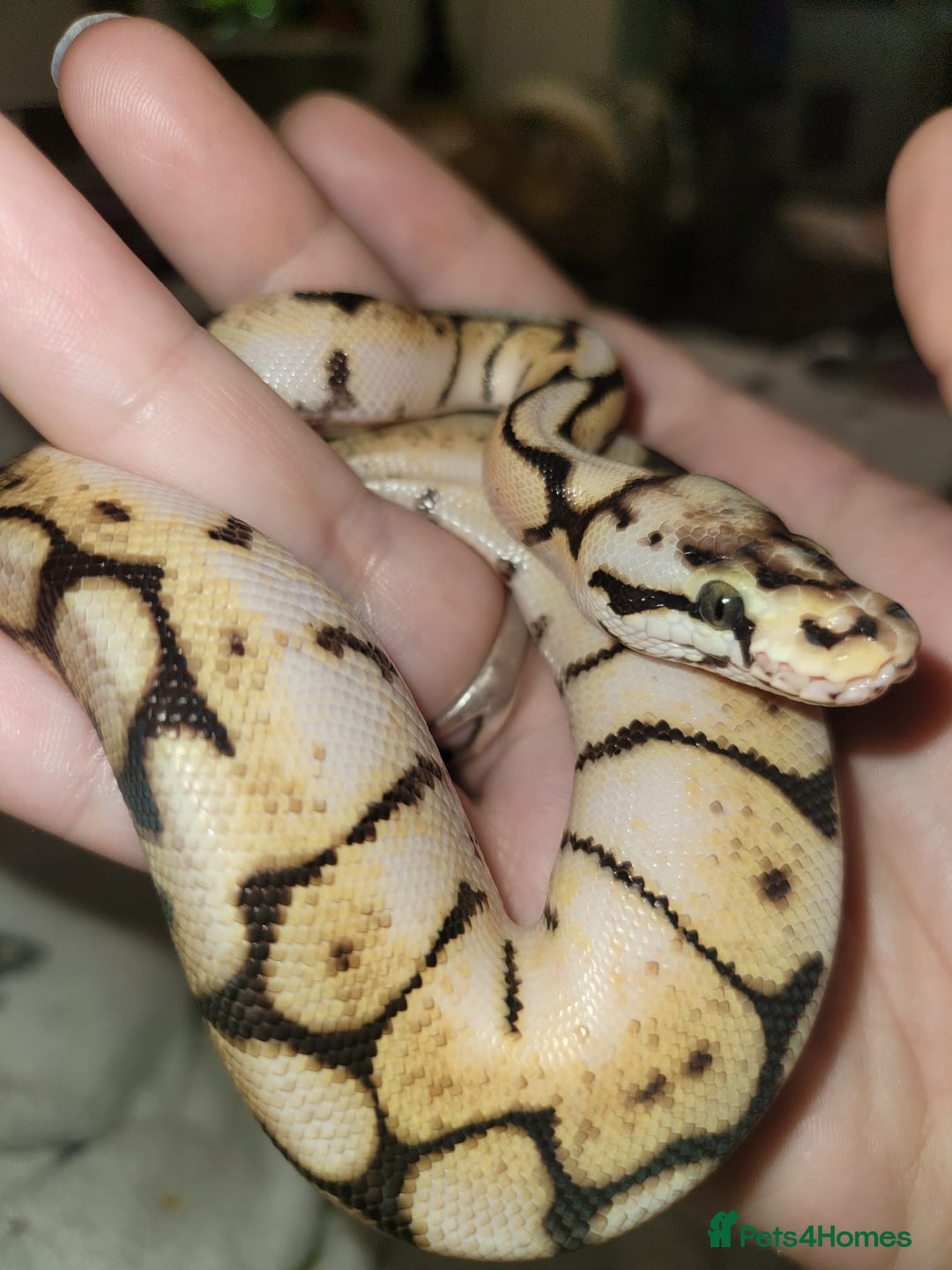 Python Snake reptiles for sale: 2 x ball pythons  - Image 1
