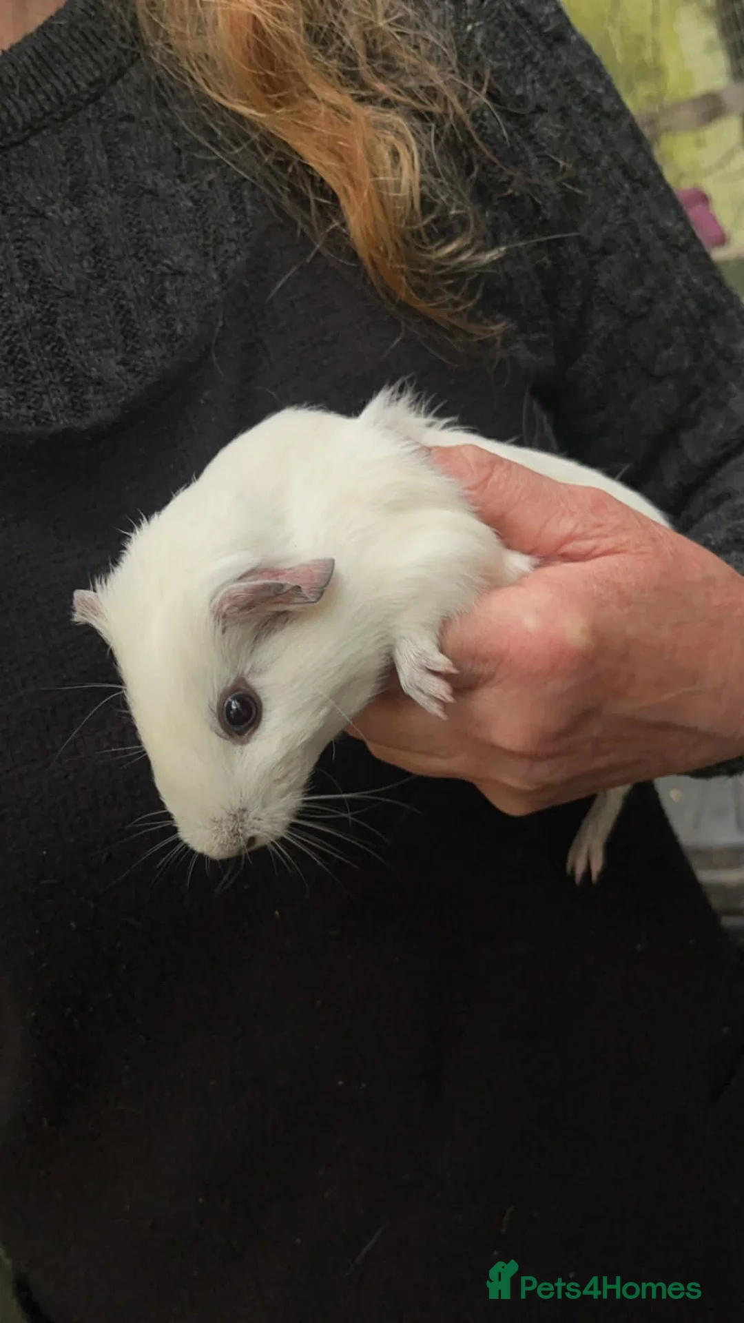 Guinea Pig rodents for sale: Guinea pigs  - Advert 2
