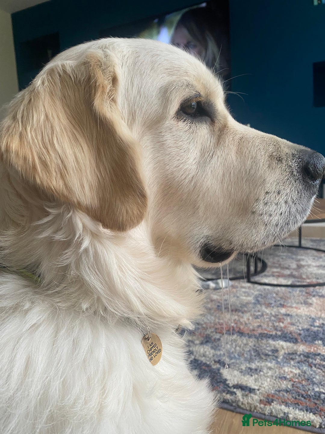 Golden Retriever dogs for stud: ORLAGOLD MAJOR TOM (Ziggy) - Advert 16