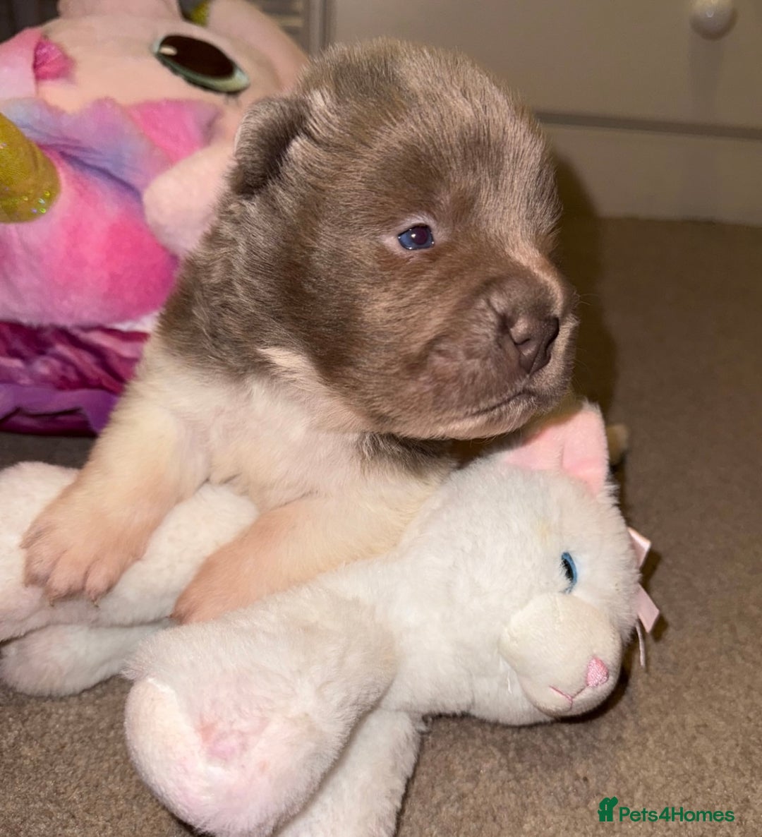 Shar Pei dogs for sale: ONLY 3 LEFT. OUTSTANDING KC BEAR & BRUSH PUPS - Advert 10
