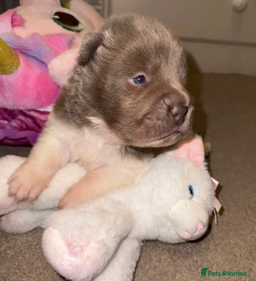 Shar Pei dogs for sale: ONLY 2 LEFT. OUTSTANDING KC BEAR & BRUSH PUPS - Advert 12