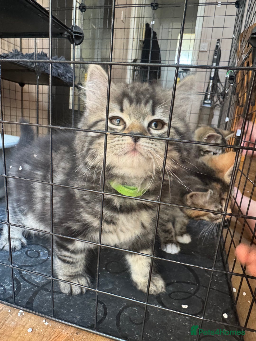 Mixed Breed cats for sale: 2 1/2 Bengal boys left  - Image 17