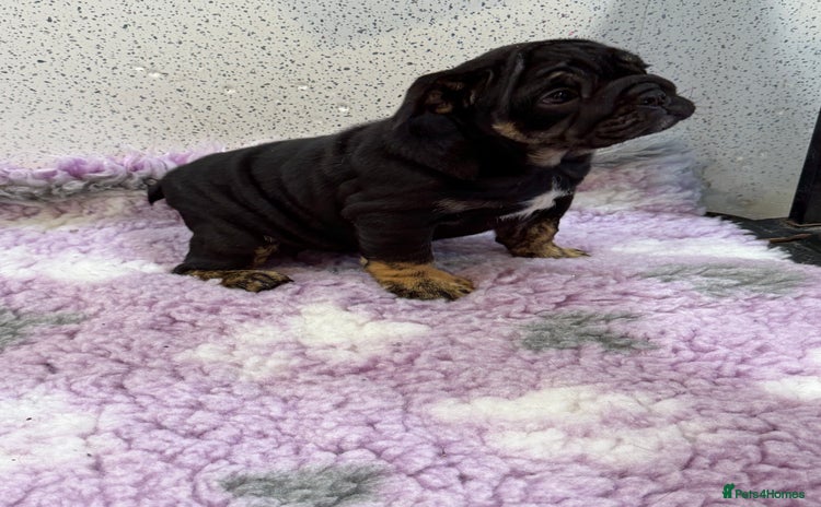 English Bulldog dogs - Advert 3