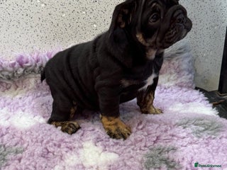 English Bulldog dogs - Advert 28