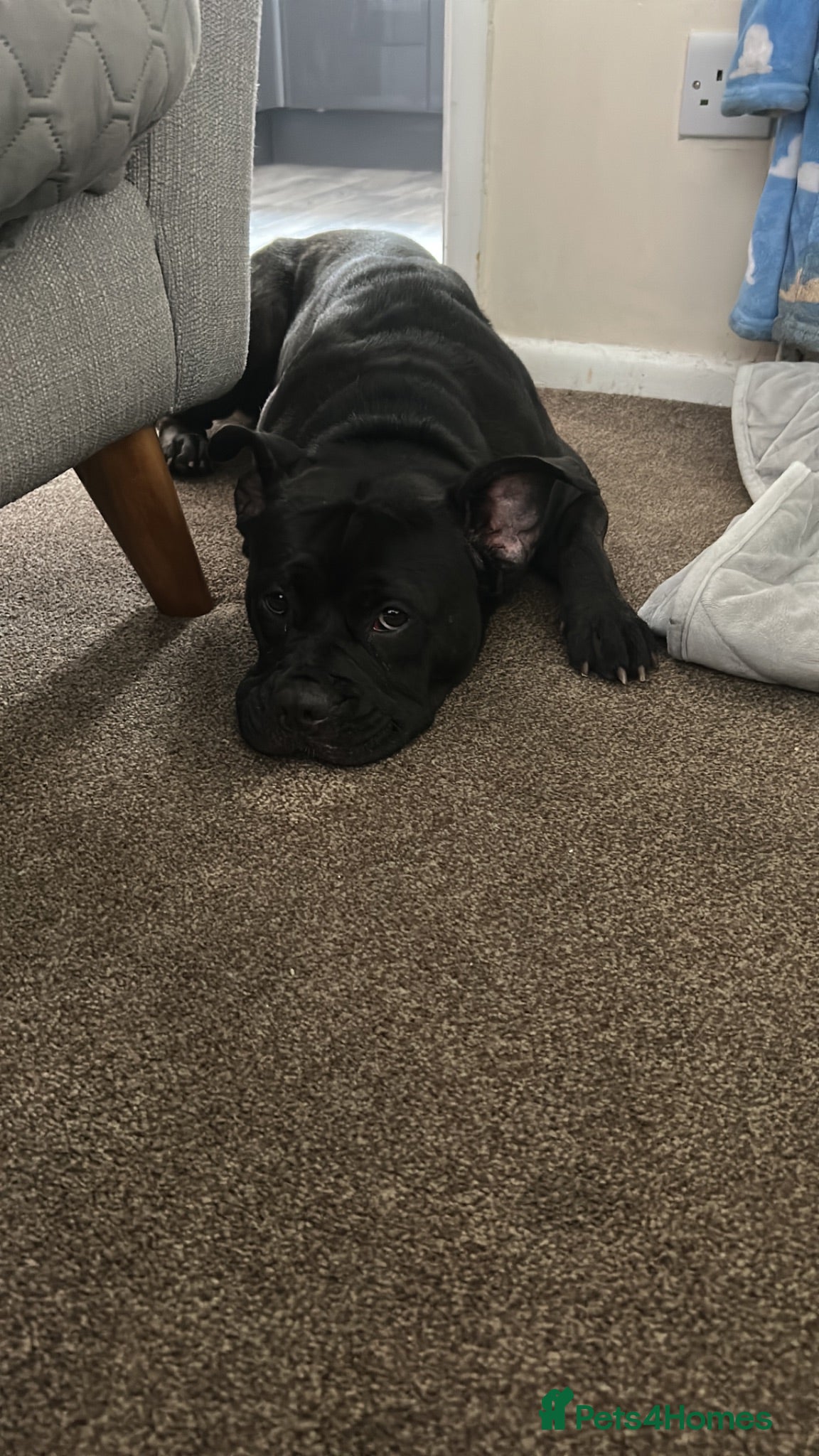 Mixed Breed dogs Free mixed breed female  - Advert 1