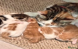 Mixed Breed cats for sale: Fore sale 120 - Image 4