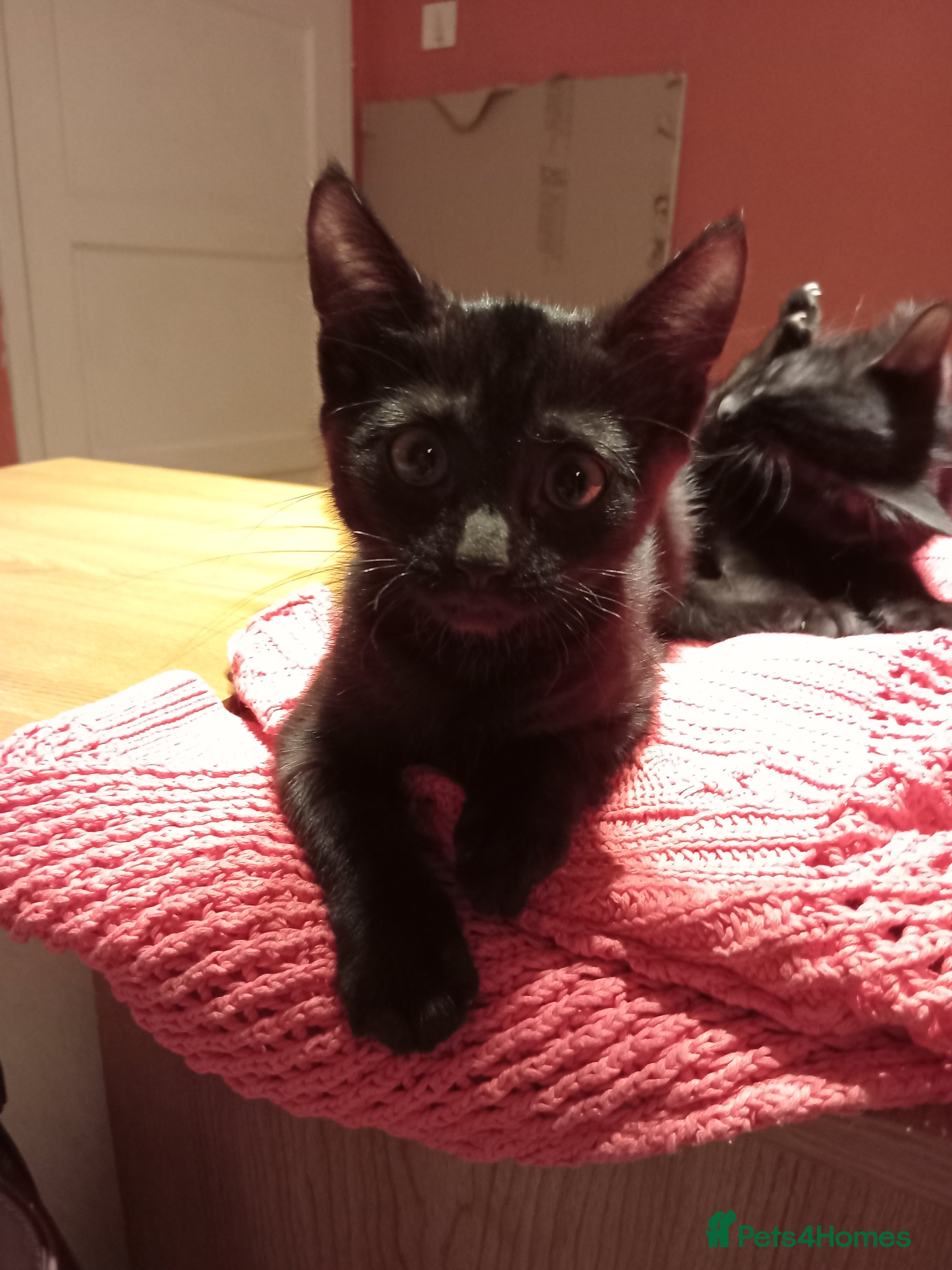 Mixed Breed cats Cats for the sell . - Advert 16