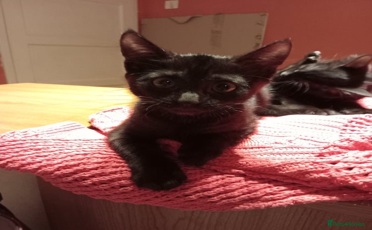 Mixed Breed cats - Advert 10