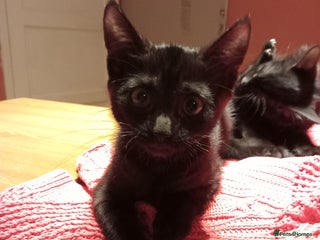 Mixed Breed cats - Advert 4