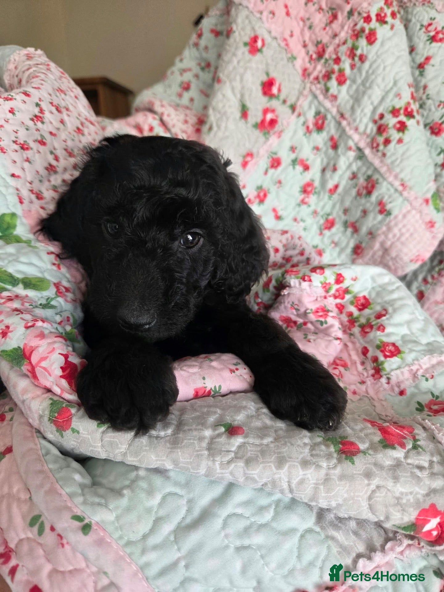 Poodle dogs Royal Standard Poodle puppies for sale - Advert 2