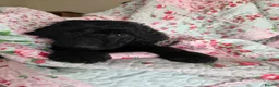 Poodle dogs for sale: Royal Standard Poodle puppies for sale - Advert 1