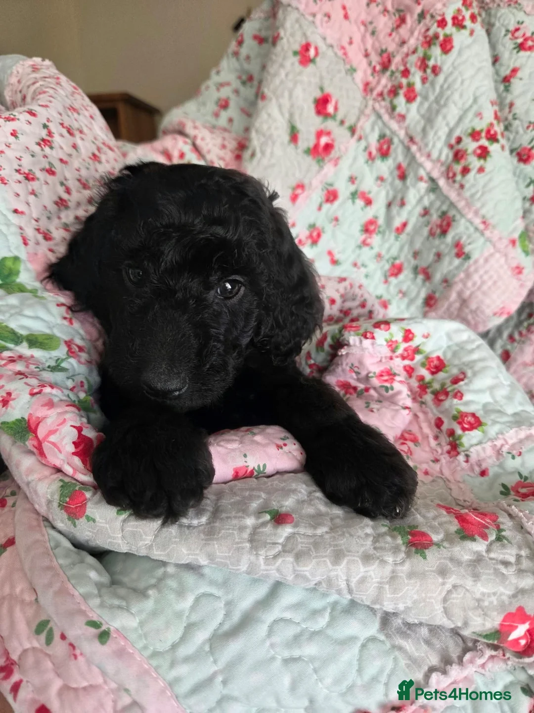 Poodle dogs for sale: Royal Standard Poodle puppies for sale - Advert 1