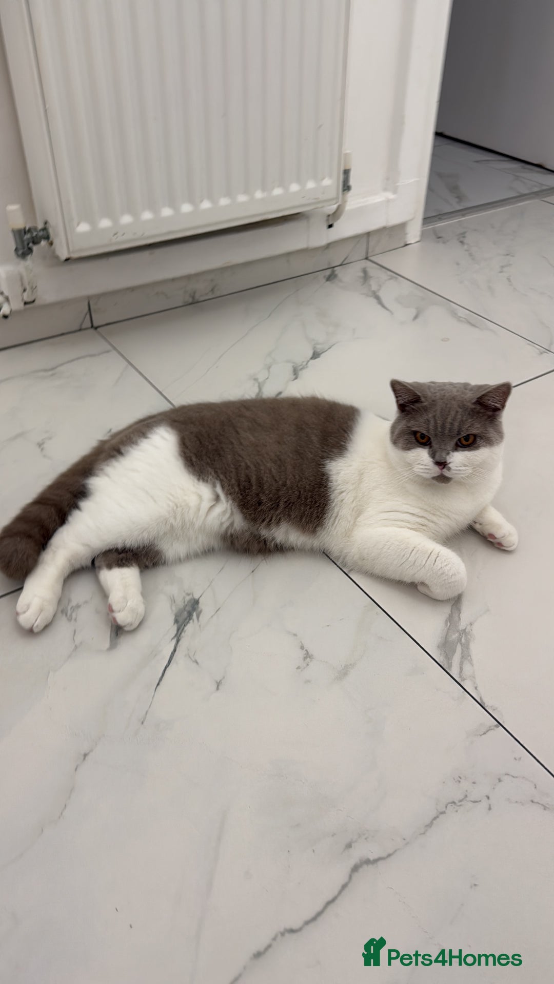 British Shorthair cats for sale: British shorthair 2 kittens - Advert 2