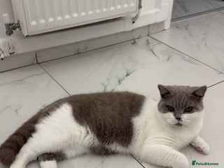 British Shorthair cats British shorthair 2 kittens - Advert 1