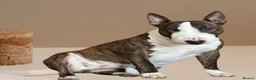 Miniature Bull terrier dogs for sale: 🐾 SPECIAL HOME WANTED FOR A VERY SPECIAL BOY 🐾 - Advert 8