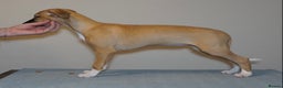 Whippet dogs for sale: Quality show/ Lure coursing girl - Advert 23