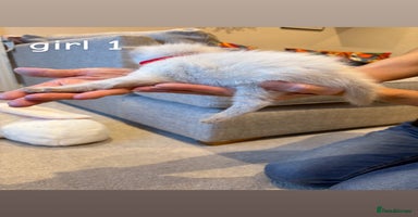 Ragdoll cats - Advert 3