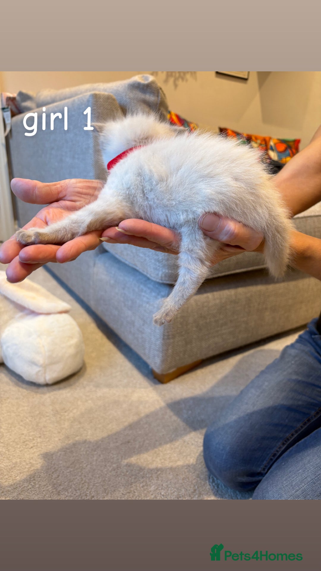 Ragdoll cats for sale: 4 beautiful pure ragdoll kittens  - Image 3